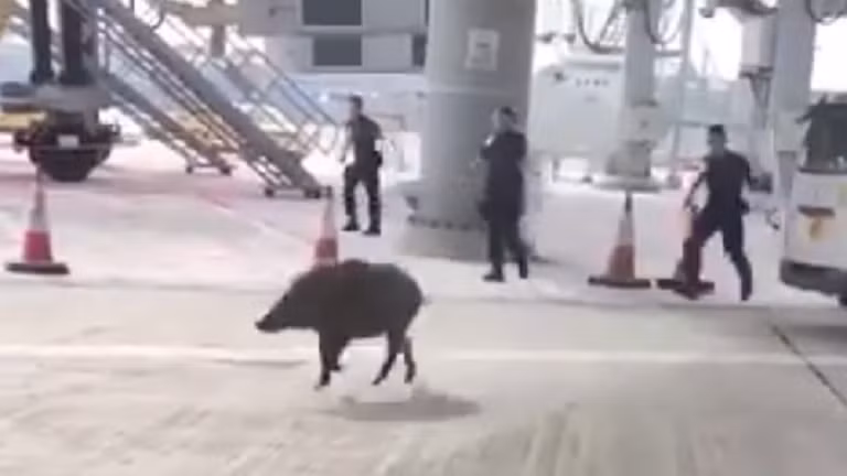 Lợn lòi "đại náo" sân bay Hong Kong