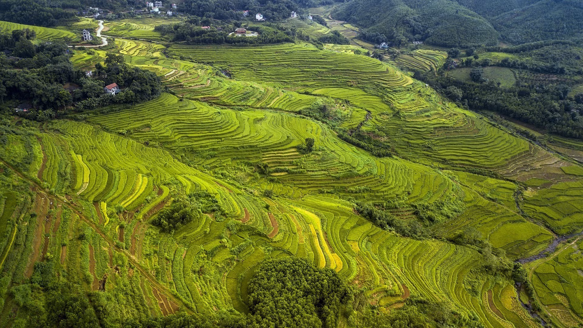 Vẻ đẹp ruộng bậc thang Miền Đồi ở Hòa Bình