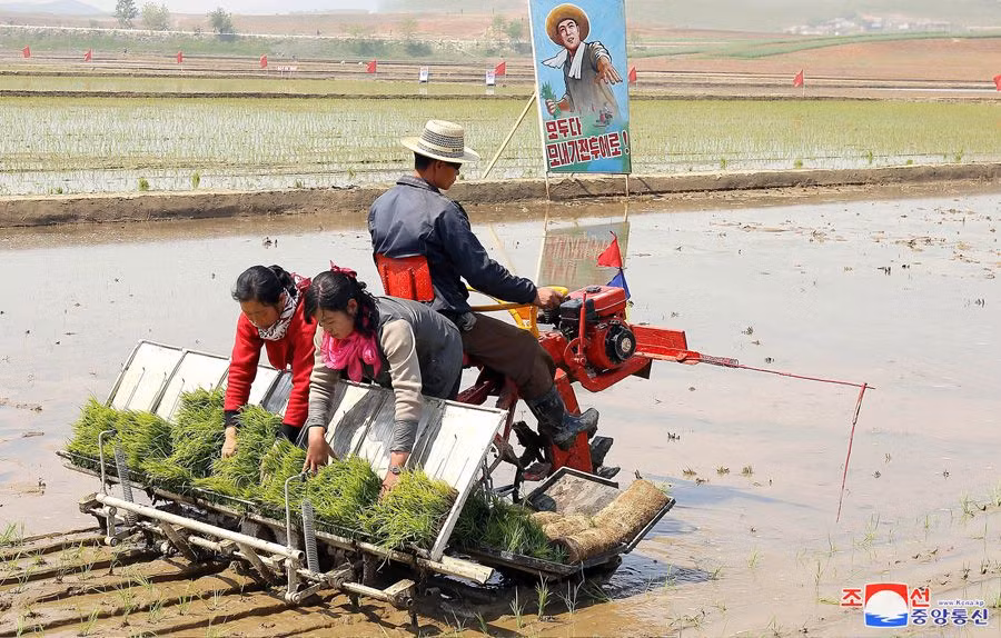 Nông dân Triều Tiên vào mùa cấy, ca sĩ hát cổ vũ trên bờ