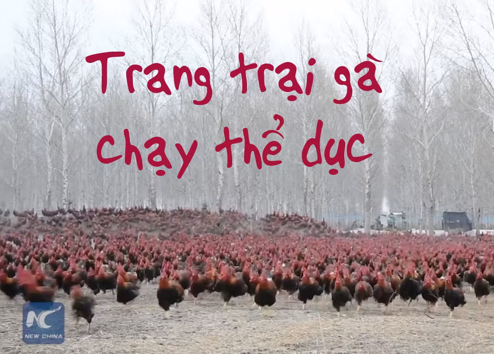Chủ trang trại dẫn 70.000 con gà chạy bộ hàng ngày để thịt ngon