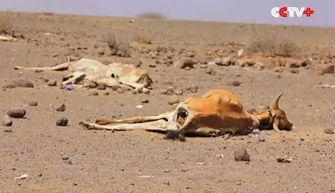Hạn hán kéo dài, gia súc chết khô ám ảnh người dân Ethiopia
