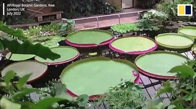 Chiêm ngưỡng loài hoa súng mới lớn nhất thế giới, lá rộng hơn 3 mét