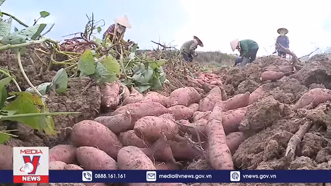 Khoai lang tươi được cấp phép xuất khẩu sang Trung Quốc