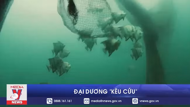 Đại dương 'kêu cứu'