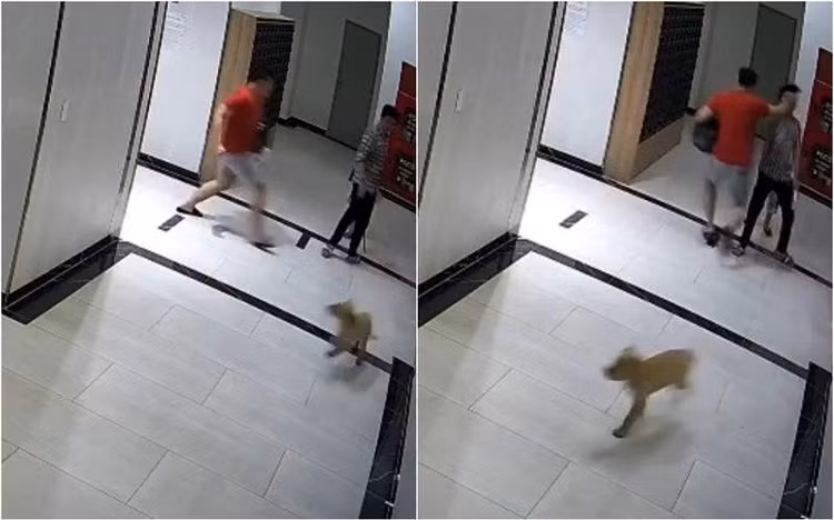 UBND TP Hồ Chí Minh chỉ đạo xử lý nghiêm vụ người cha bị hành hung vì bảo vệ con trước chó không rọ mõm
