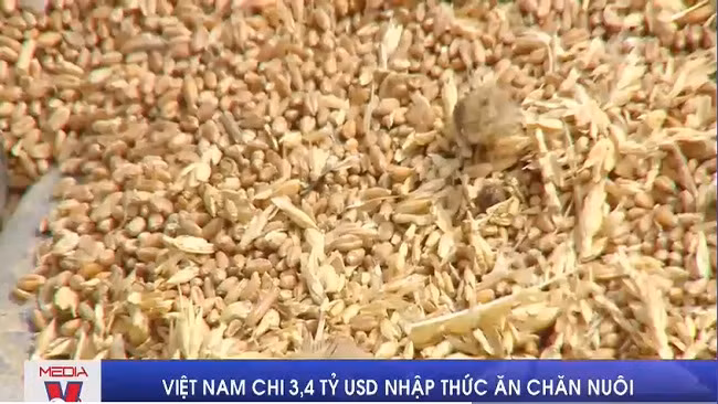 Việt Nam chi 3,4 tỷ USD nhập thức ăn chăn nuôi