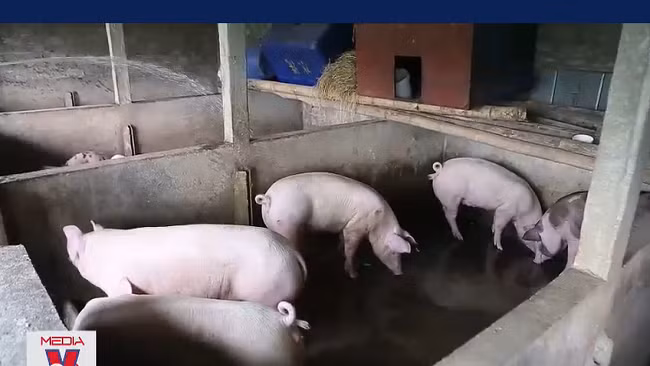 Người chăn nuôi tại Nam Định khó khăn tìm đầu ra