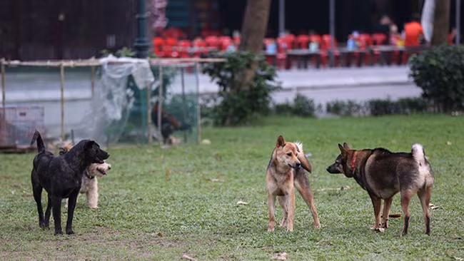 Nhức nhối vấn nạn chó thả rông