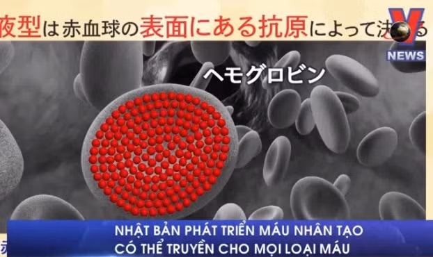 Máu nhân tạo có thể truyền cho mọi nhóm máu