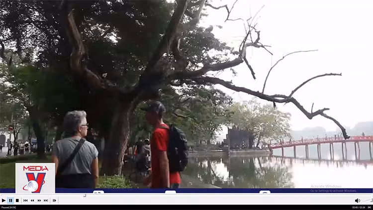 Loài cây ‘quý như vàng’ chết khô bên hồ Hoàn Kiếm