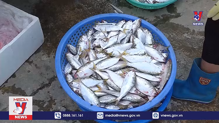 Cá mòi - Đặc sản trời cho trên sông Hồng