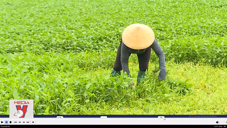 Nông dân chuyển hướng sang trồng rau muống VietGAP