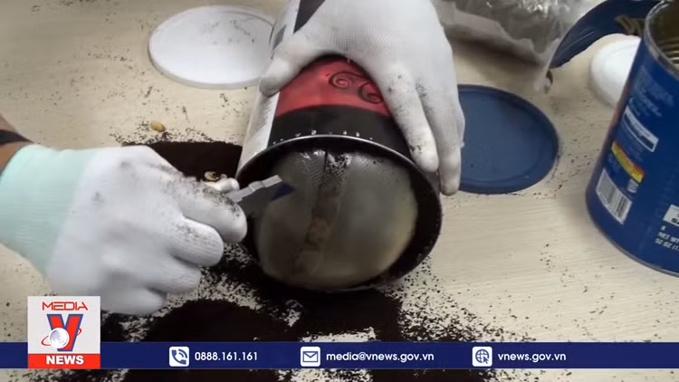 Thu giữ 36 kg ma túy giấu trong quà biếu