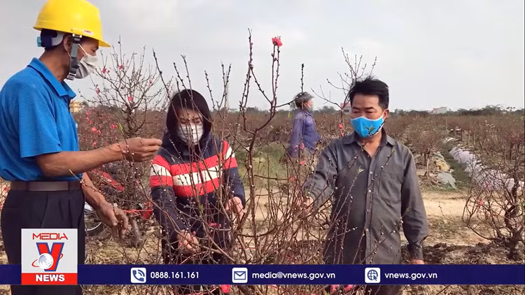 Thương lái hủy hợp đồng, thu lại tiền đặt cọc khi đã mua đào ở Hải Dương