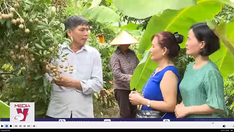 Hấp dẫn tour trải nghiệm vườn nhãn ở Hưng Yên