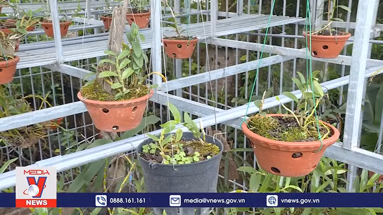Người bán lan đột biến phải kê khai, nộp thuế