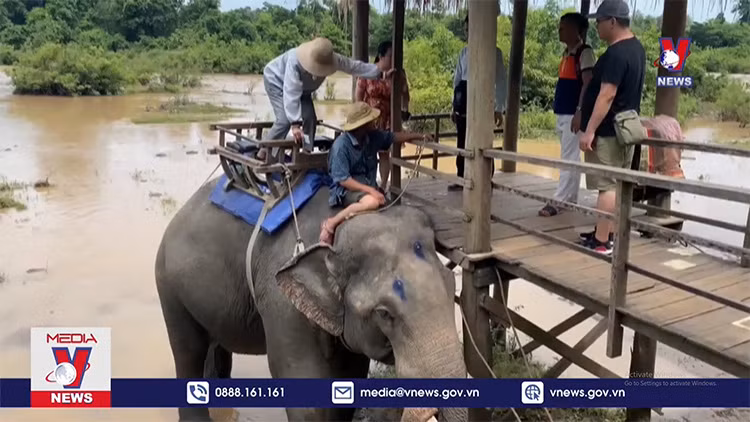 Đàn voi ở Buôn Đôn dừng cõng khách