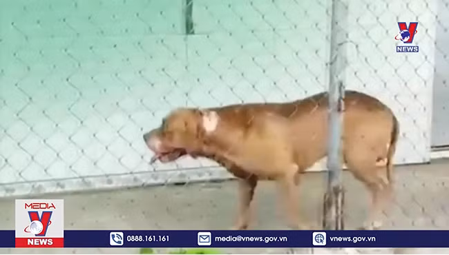 Các địa phương tăng cường biện pháp kiểm soát sau vụ chó Pitbull cắn chết người