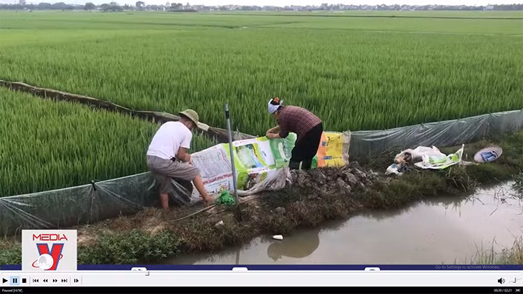 Dùng thuốc diệt cỏ đúng cách để bảo đảm an toàn trong sản xuất