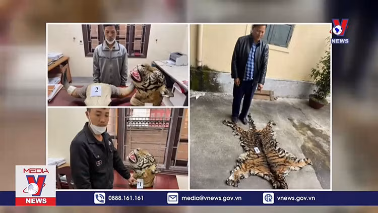 Khởi tố ba đối tượng mua bán 9 bộ da hổ
