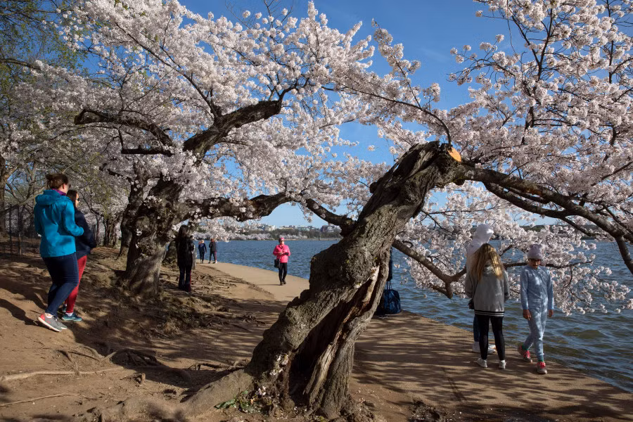 Mỹ là ổ dịch COVID-19 thứ ba, dân Washington vẫn ra ngoài ngắm anh đào