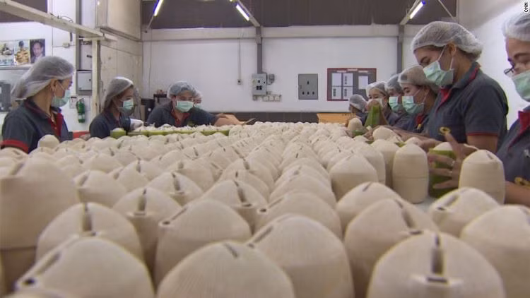 Bao bì làm từ tre và sắn