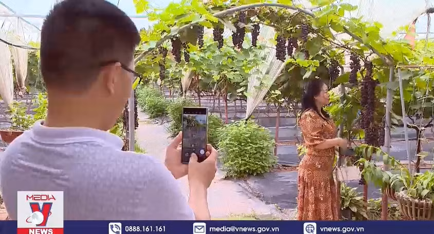Trải nghiệm hái nho ngay tại Hà Nội thu hút khách
