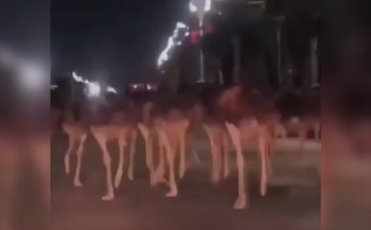 Video đàn đà điểu 'đại náo' đường phố Trung Quốc