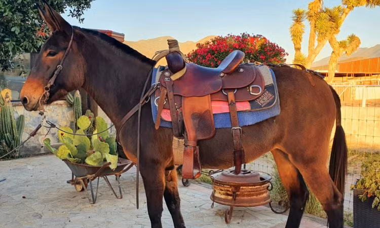 Giống lừa mới 'đẹp mã' tại Mexico