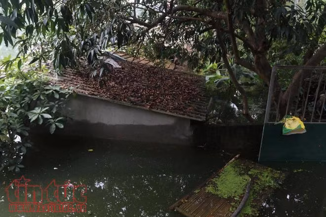 Chương Mỹ: 1/3 số hộ dân xã Tân Tiến bị ngập, gần 350 ha lúa, thủy sản bị ảnh hưởng