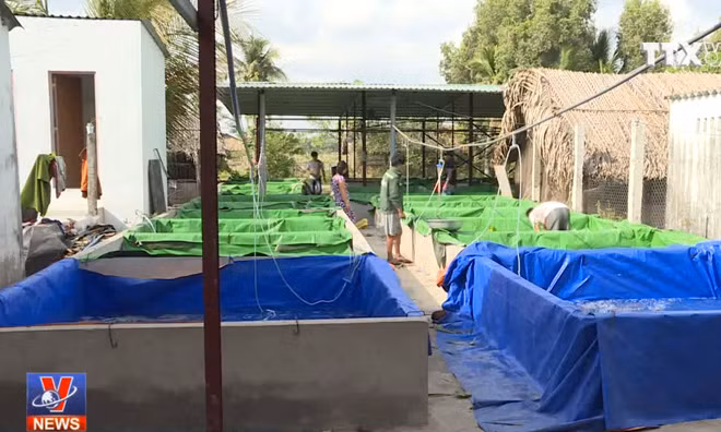 Xuất khẩu triệu đô từ cá cảnh