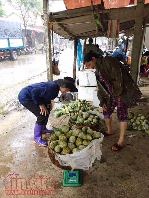 Trồng na trên núi đá cho thu nhập hàng trăm triệu đồng ảnh 3