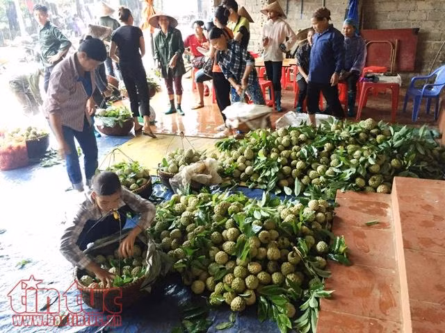 Trồng na trên núi đá cho thu nhập hàng trăm triệu đồng ảnh 1