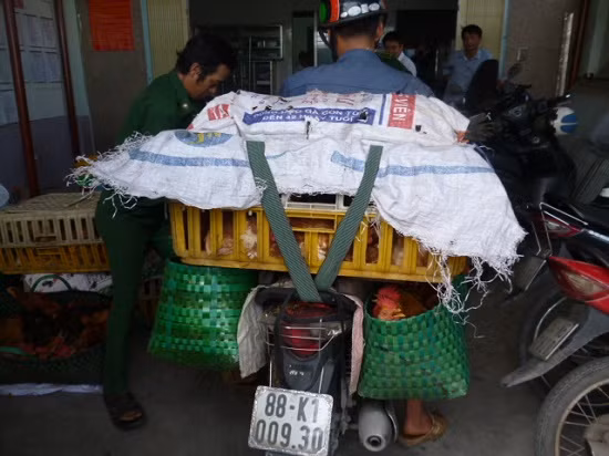 Truy xuất nguồn gốc thịt và trứng gia cầm để đảm bảo sức khỏe người dân ảnh 2