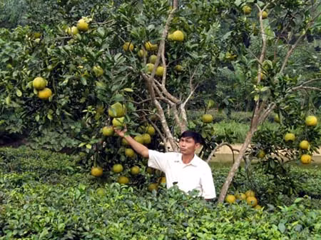 Đổi thay ở quê hương bưởi đặc sản Đoan Hùng ảnh 2