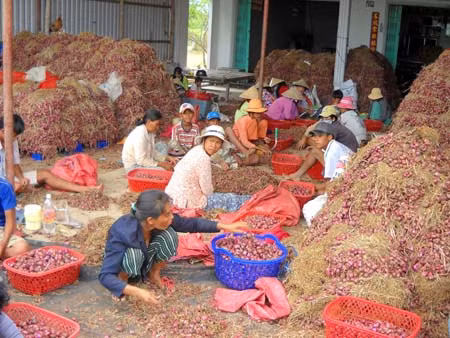 Hướng đi mới cho hành tím Vĩnh Châu ảnh 1