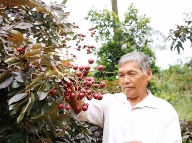 Thương lái Thái Lan lùng mua nhãn tím Việt, mỗi nhánh giá triệu bạc ảnh 1