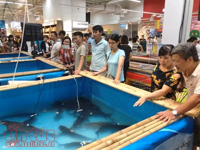 Sau vải thiều, nhãn lồng... nhiều đặc sản khác sẽ có mặt tại các siêu thị lớn ảnh 2