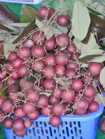 Thương lái Thái Lan lùng mua nhãn tím Việt, mỗi nhánh giá triệu bạc ảnh 2