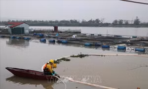 Khoảng 85% lượng dầu tràn trên sông Kinh Thầy đã được thu gom 