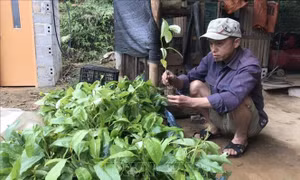 Kết luận thanh tra về sai phạm trong cấp cây giống cho hộ nghèo ở huyện Bình Gia, Lạng Sơn