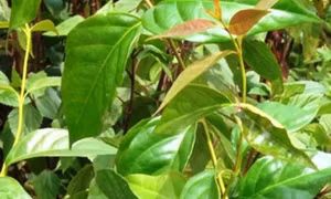 Bốn người nhập viện do ăn nhầm lá ngón 