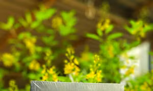 Ngọn gió qua vườn - tuyển tập thơ - truyện ngắn của nhà thơ Ý Nhi 