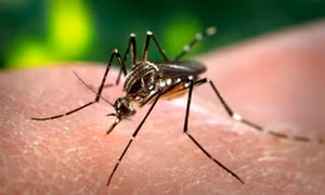 Tích cực kiểm soát dịch sốt Chikungunya lây truyền qua muỗi