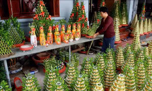 Làng trồng cây phát lộc Minh Tân hối hả vào vụ Tết