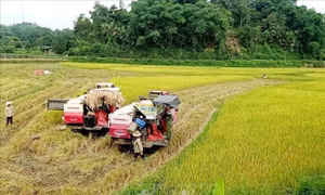 Hỗ trợ sản xuất nông nghiệp bị thiệt hại do thiên tai, dịch hại thực vật