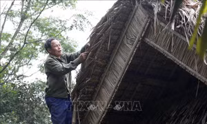 Chuyện những người lợp tranh ở Khu di tích quốc gia đặc biệt Kim Liên