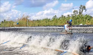 Gỡ khó trong thu hút đầu tư vào lĩnh vực nuôi tôm công nghệ cao