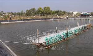Khởi sắc kinh tế cù lao Tân Phú Đông