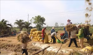Tái cơ cấu sản xuất giúp cù lao Tân Phú Đông, Đồng Tháp khởi sắc